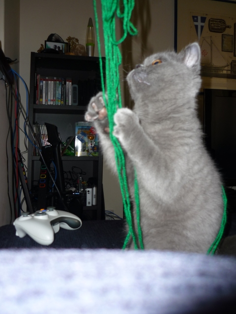 cat and string
